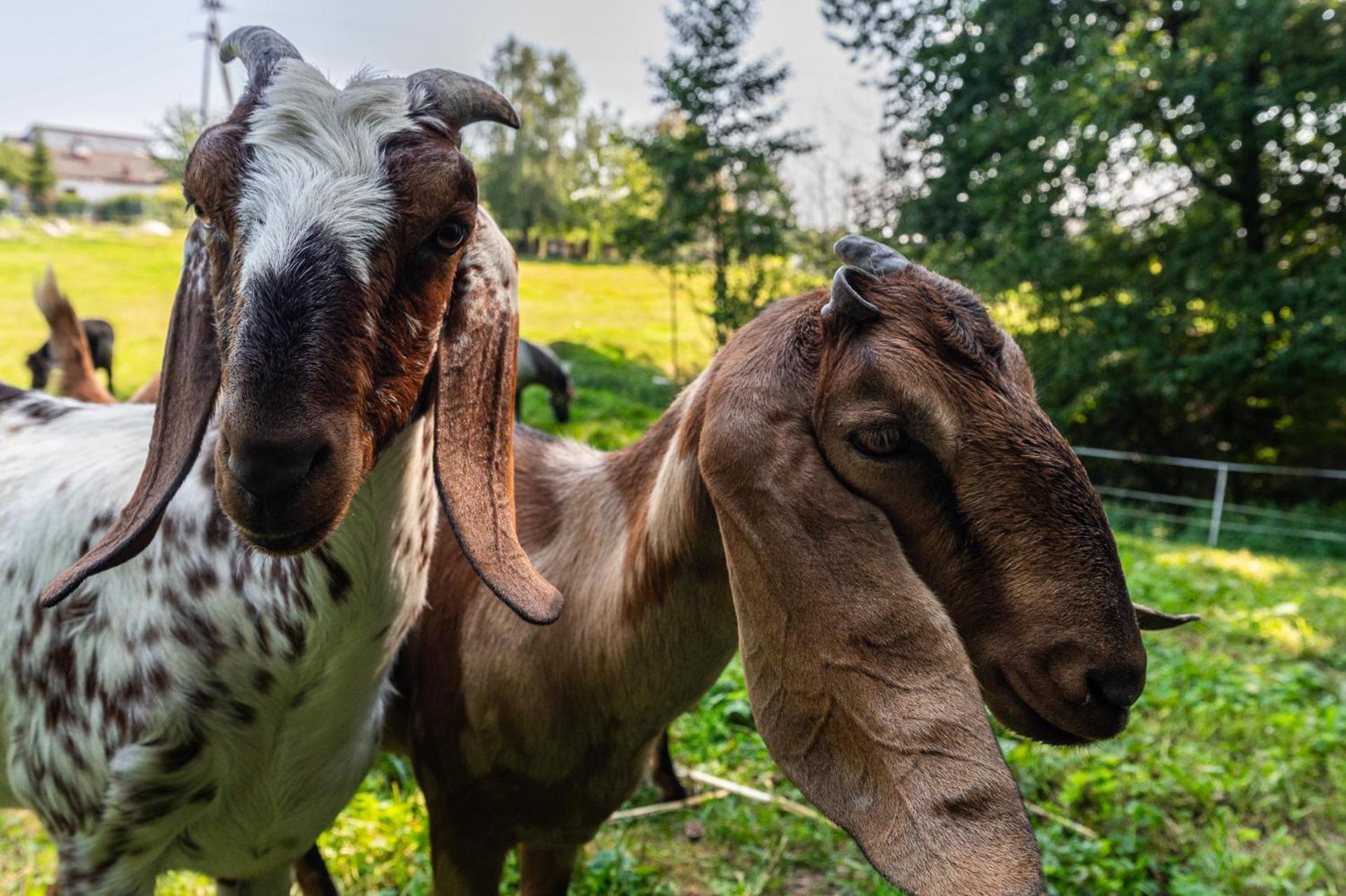 Orzechowa Ostoja Noclegi Energylandia Bachowice Exterior foto